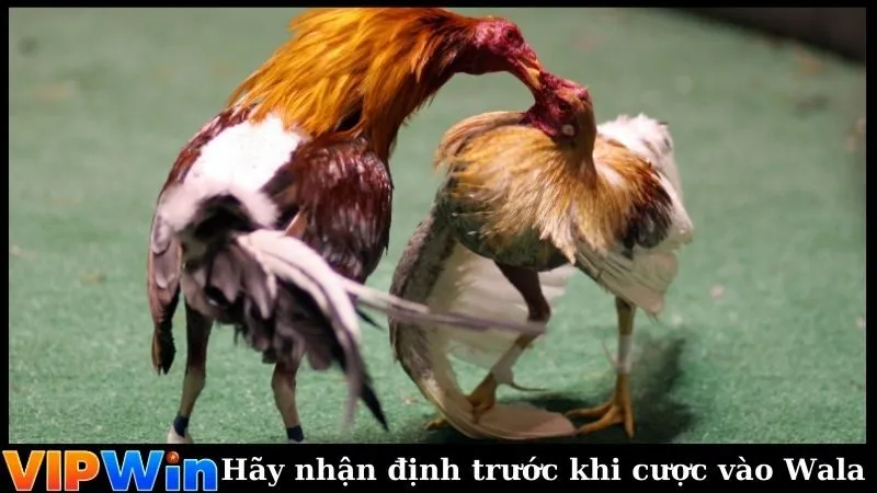 Hãy nhận định kỹ càng trước khi cược vào Wala